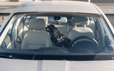 10 Benefits of Washing Your Car with Your Dog