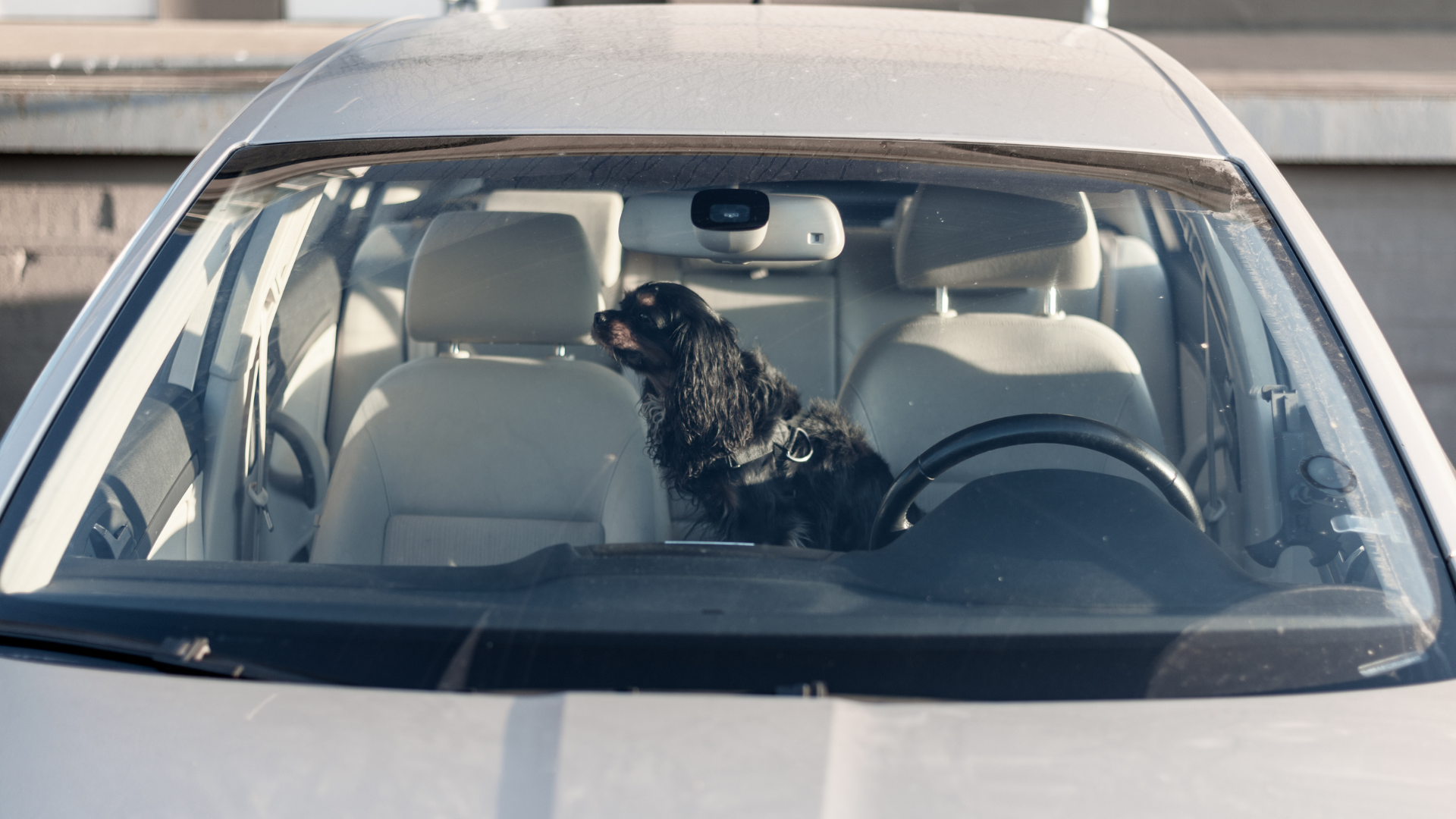 10 Benefits of Washing Your Car with Your Dog