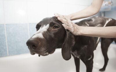 10 Essential Tips for Keeping Your Dog Clean and Happy After a Wash