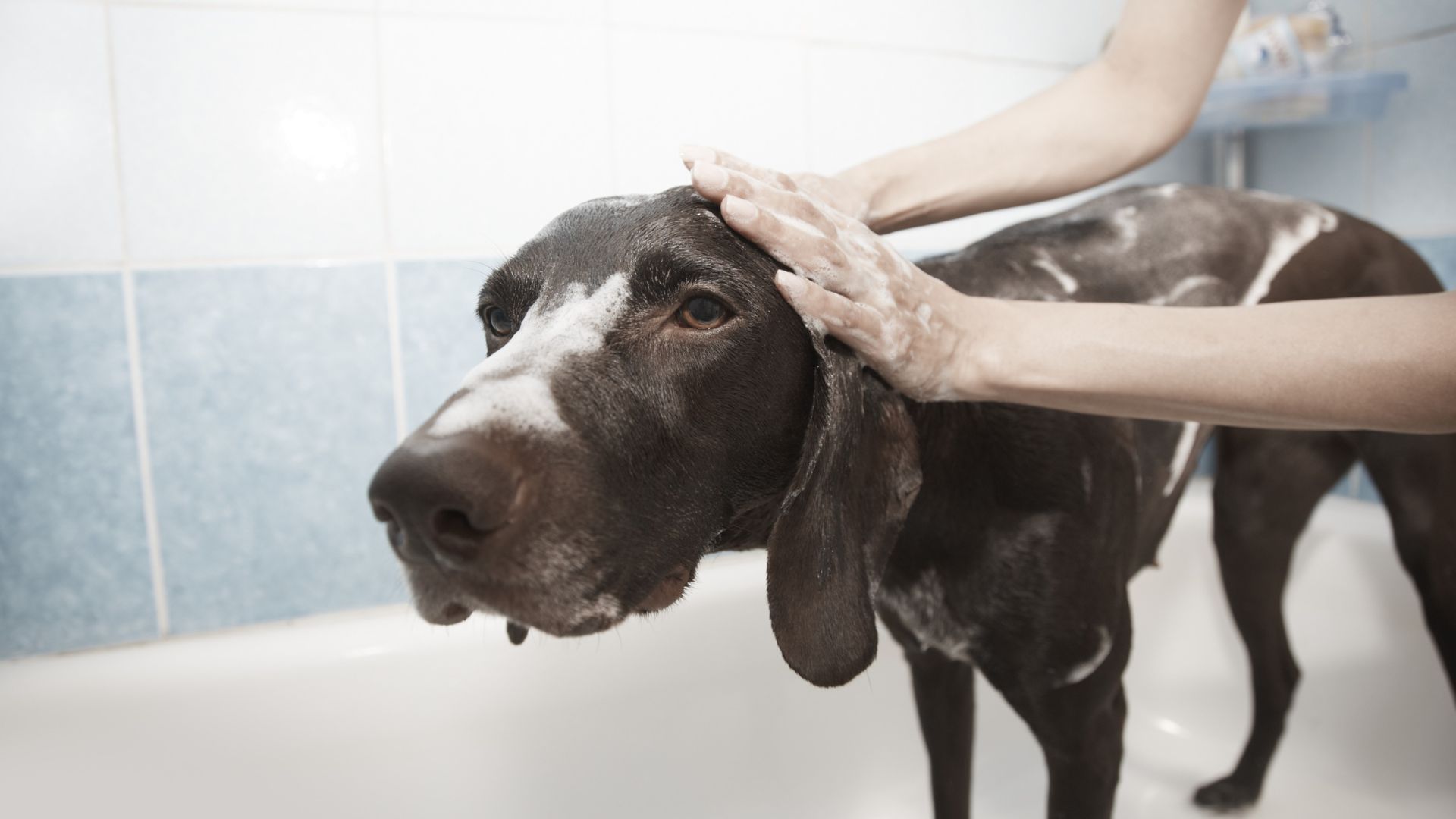 10 Essential Tips for Keeping Your Dog Clean and Happy After a Wash