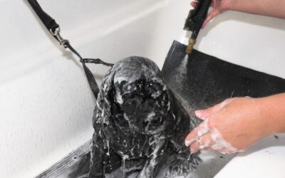 10 Reasons Self-Service Washes Are Better for Your Dog’s Skin