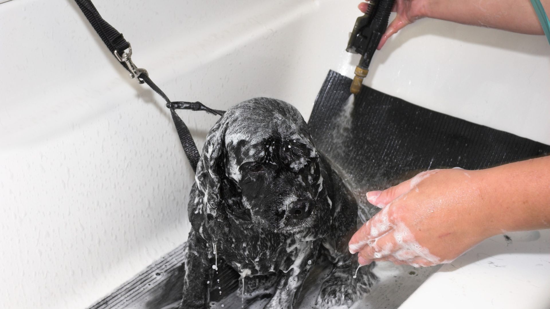 10 Reasons Self-Service Washes Are Better for Your Dog’s Skin