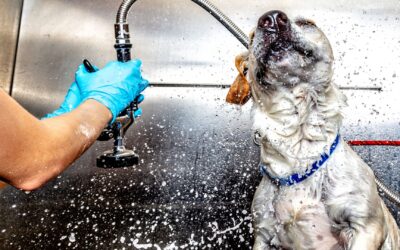 10 Reasons Why Dogs Love Self-Service Wash Stations