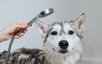 11 Dog Wash Hacks to Try Today