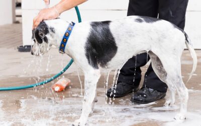 11 Reasons to Bring Your Dog to a Self-Service Wash