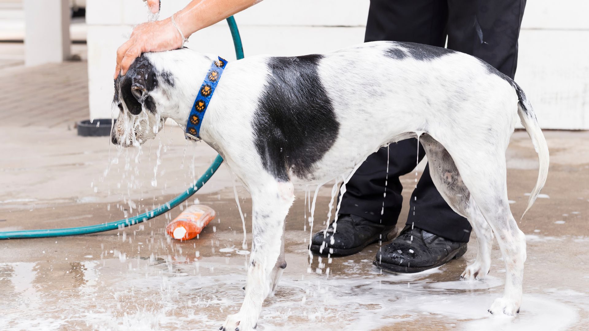 11 Reasons to Bring Your Dog to a Self-Service Wash