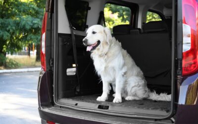 11 Reasons to Use a Self-Service Wash for Your Car and Dog