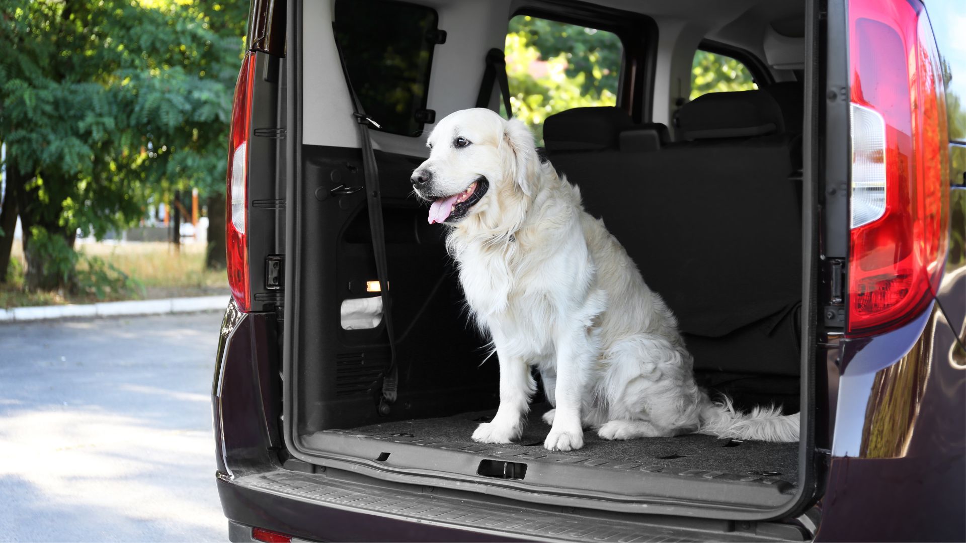 11 Reasons to Use a Self-Service Wash for Your Car and Dog