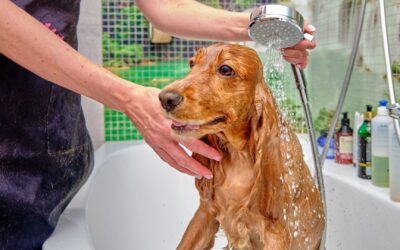 12 Benefits of Regularly Washing Your Dog