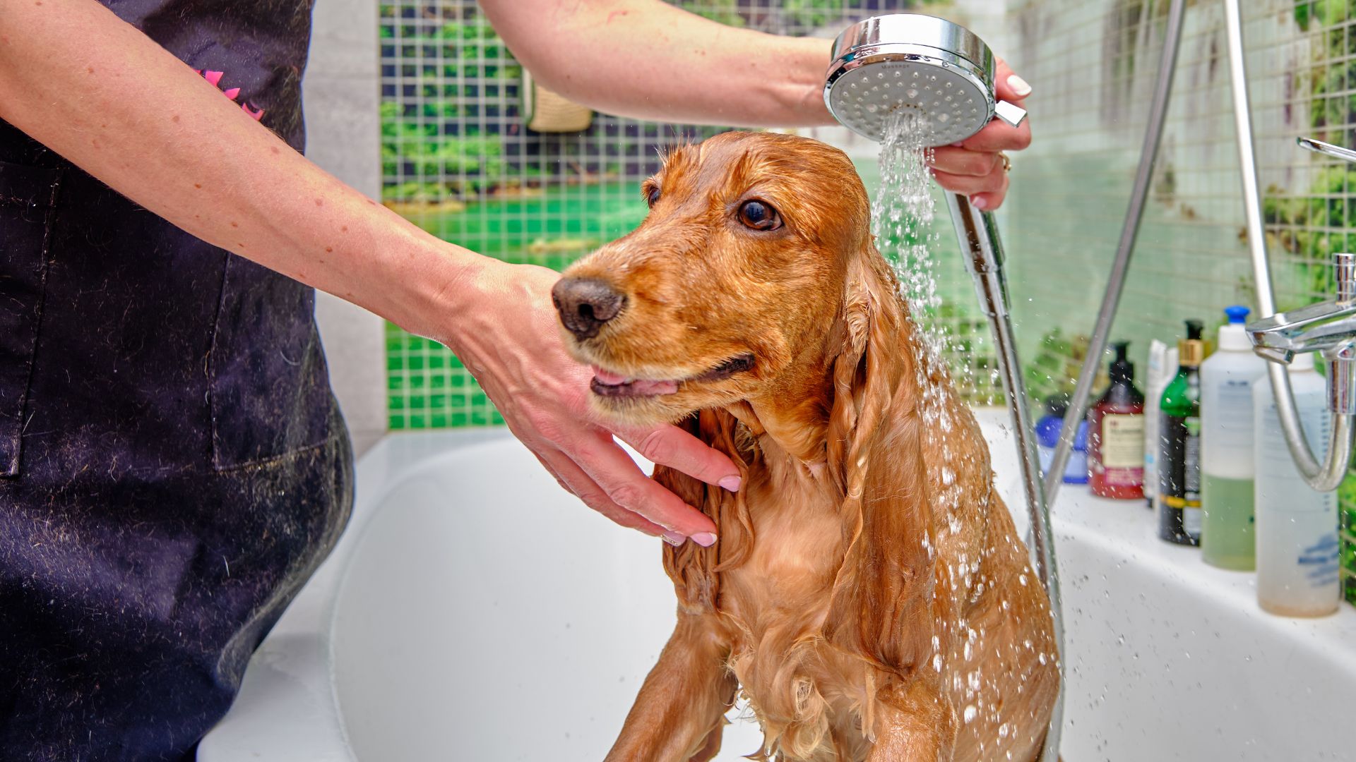 12 Benefits of Regularly Washing Your Dog