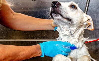 12 Tips for First-Time Users of Self-Service Dog Wash