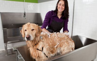 12 Tips for a Stress-Free Dog Wash Experience