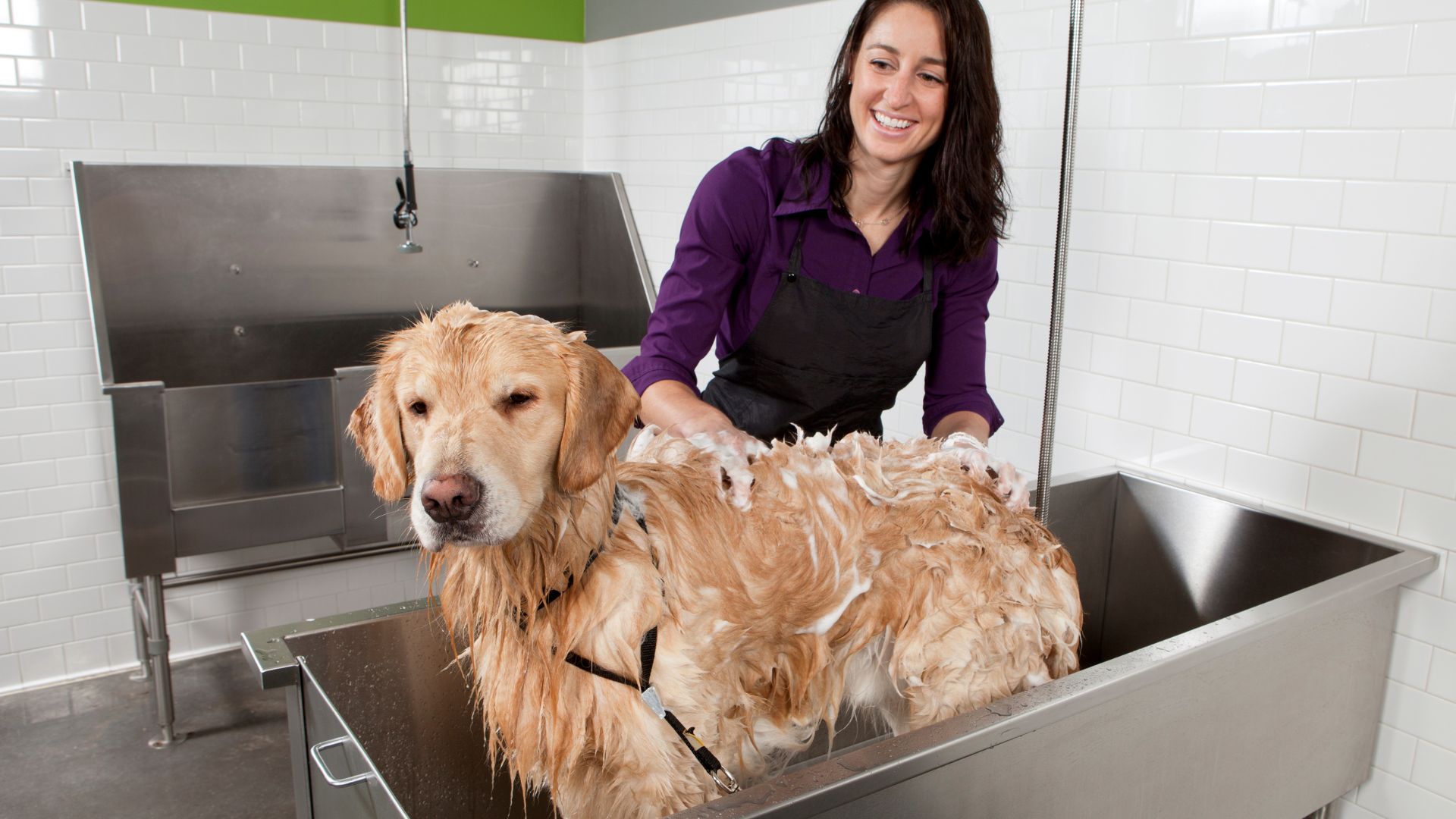 12 Tips for a Stress-Free Dog Wash Experience