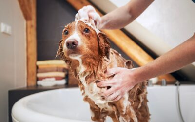 13 Dog Wash Tips for Sensitive Skin