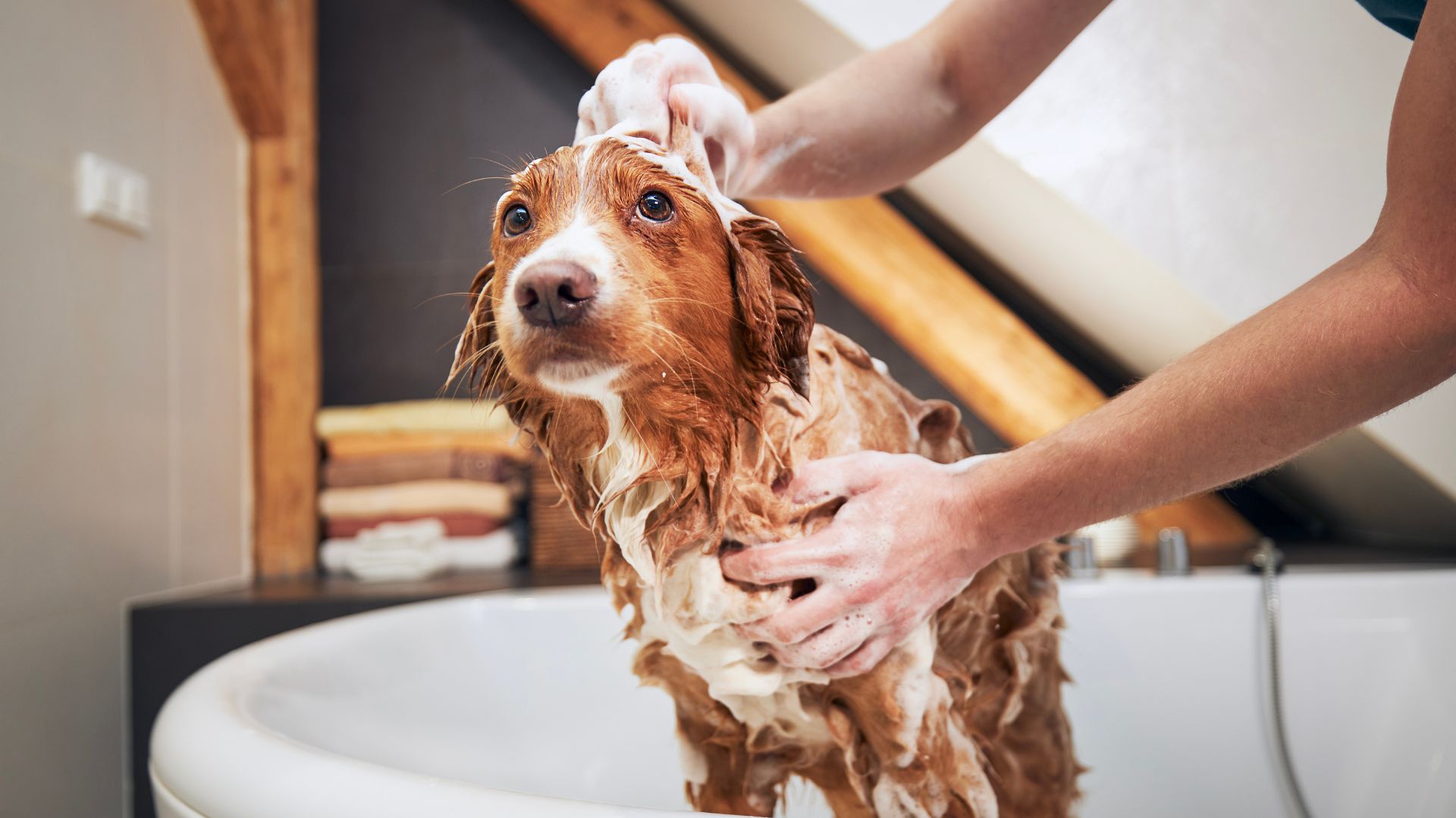 13 Dog Wash Tips for Sensitive Skin