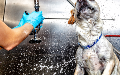 5 Common Mistakes to Avoid at Self-Service Dog Wash Stations