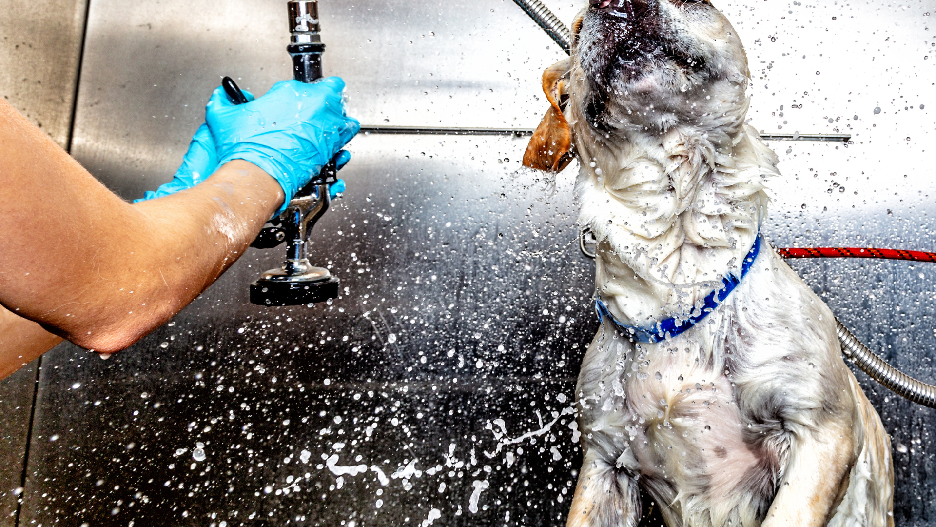 5 Common Mistakes to Avoid at Self-Service Dog Wash Stations