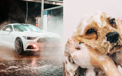 6 Hacks for a Pawsitively Perfect Car and Dog Wash