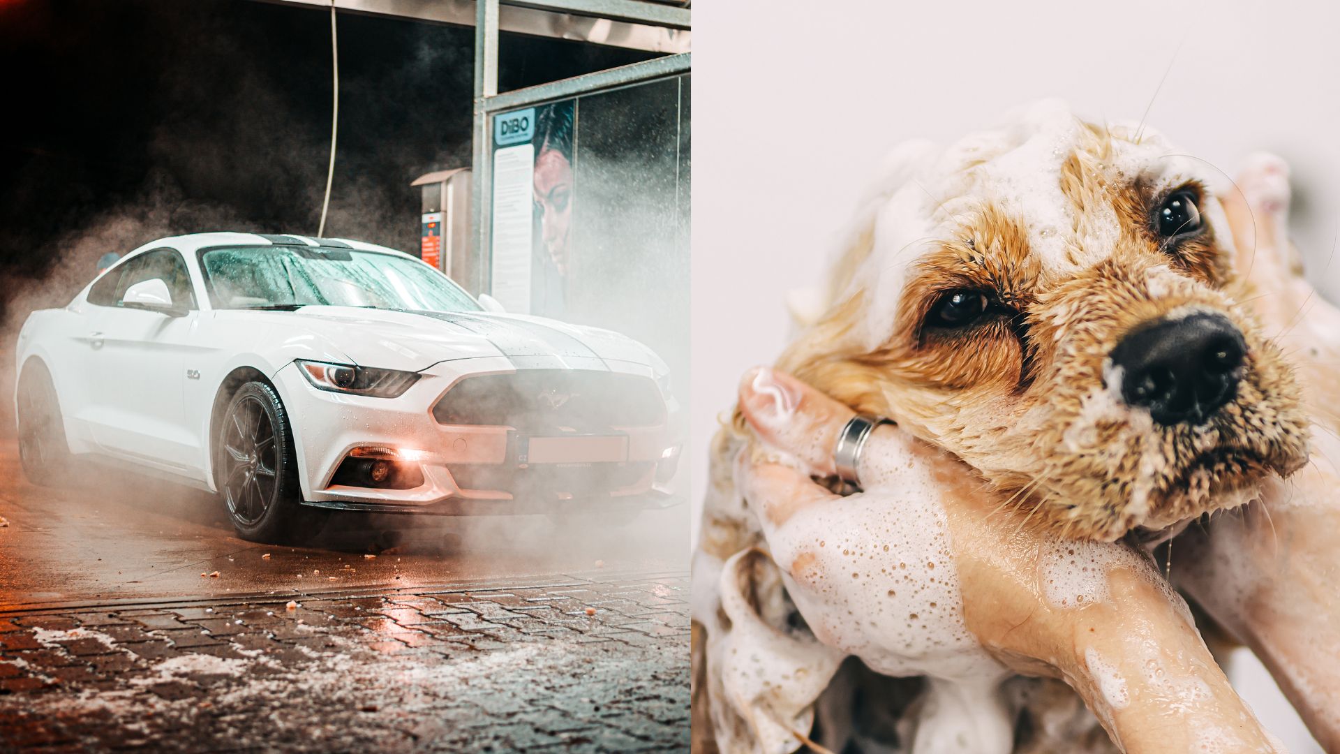 6 Hacks for a Pawsitively Perfect Car and Dog Wash