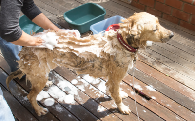 6 Key Ways to Make Bath Time Enjoyable for Your Dog