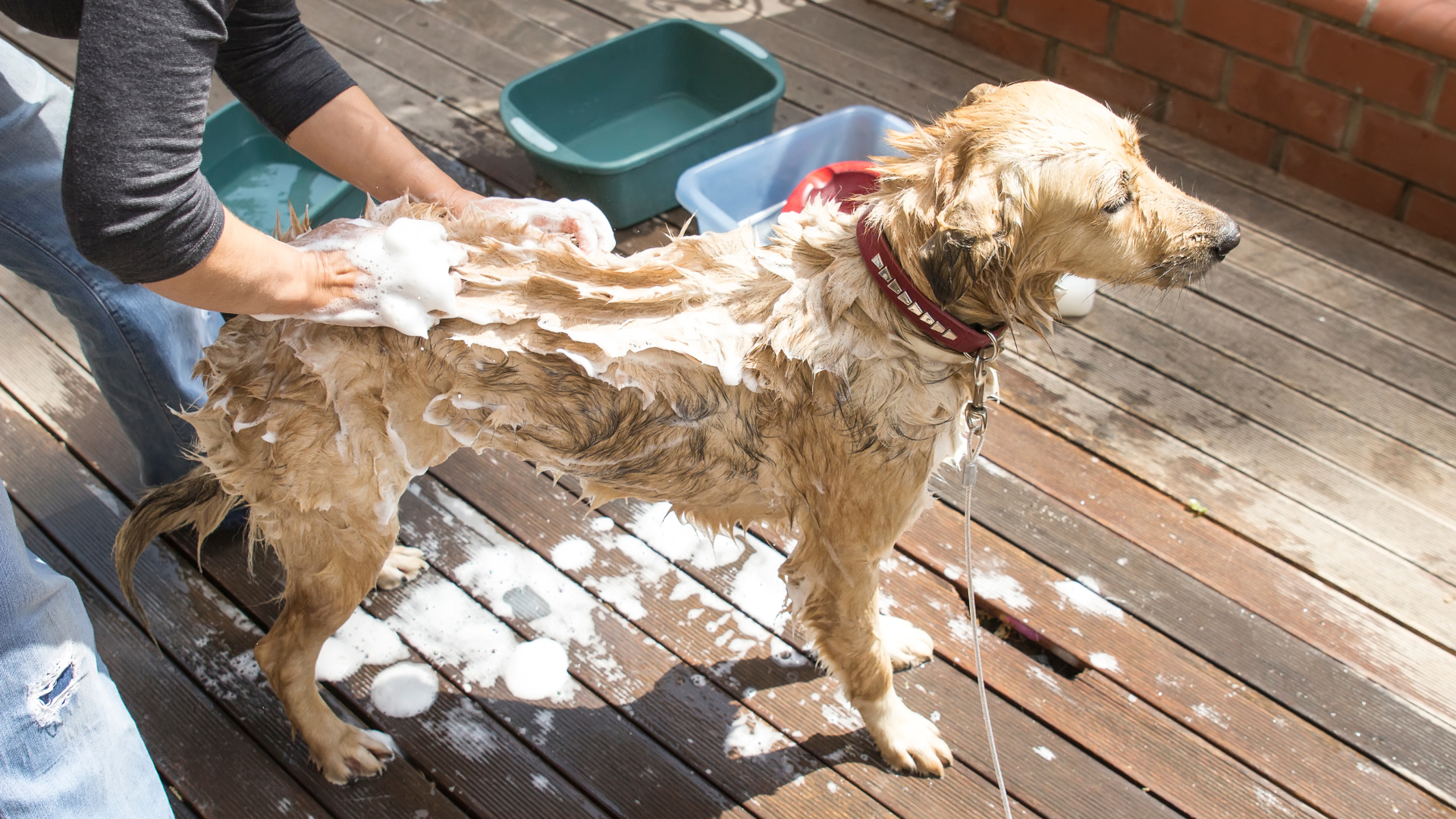 6 Key Ways to Make Bath Time Enjoyable for Your Dog