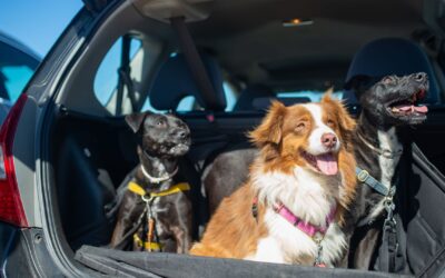 7 Signs It’s Time to Treat Your Car and Dog to a Wash