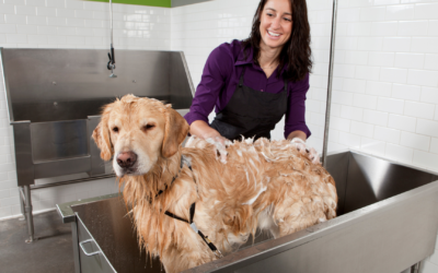 7 Ways to Make Your Dog Wash Routine Less Stressful